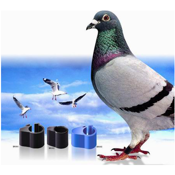 RFID Pigeon Ring